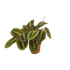 Maranta Fascinator kamerplant Ø12cm 20cm
