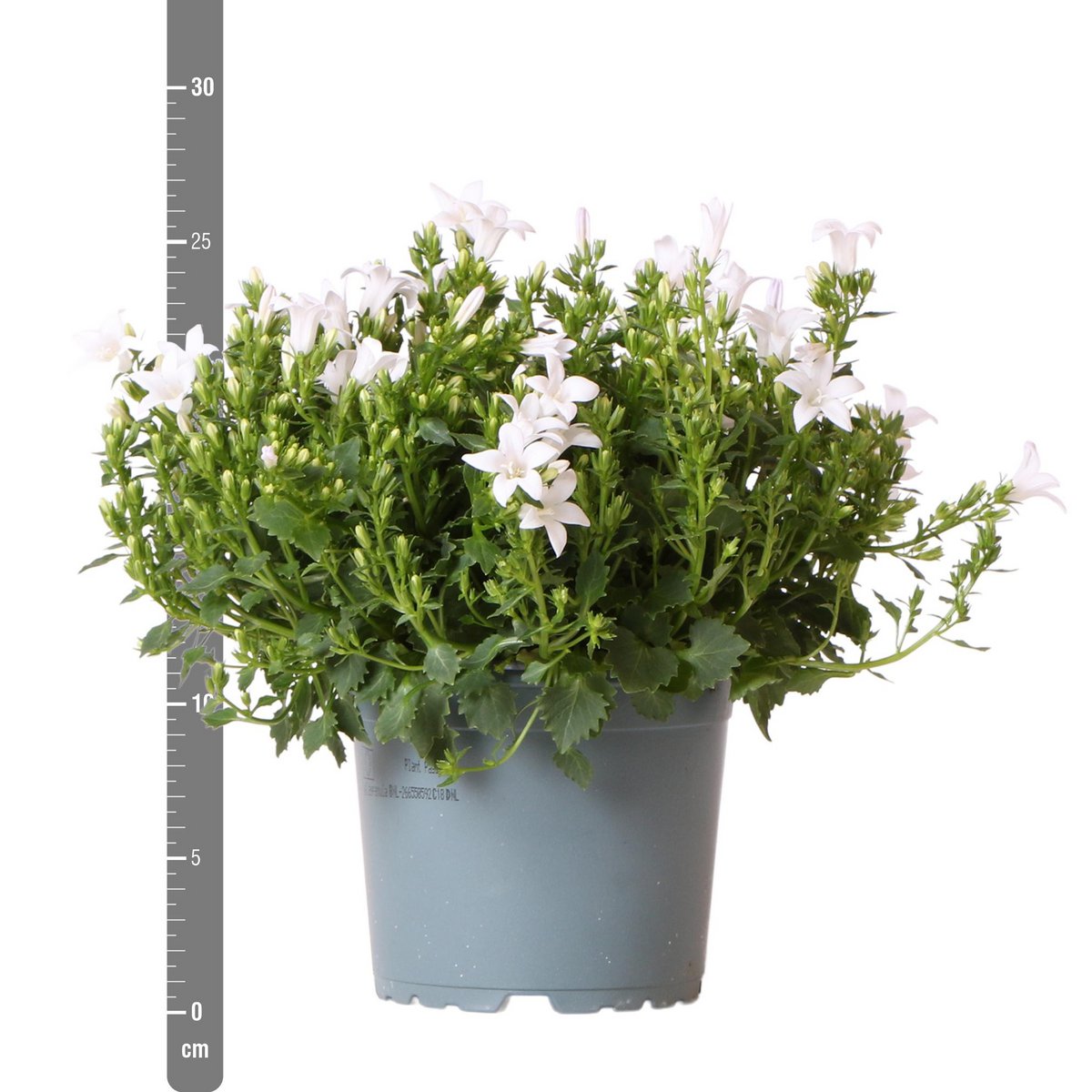 Campanula White Bellflower | 6 Pieces | Pot size 12cm | Ground cover 1m²