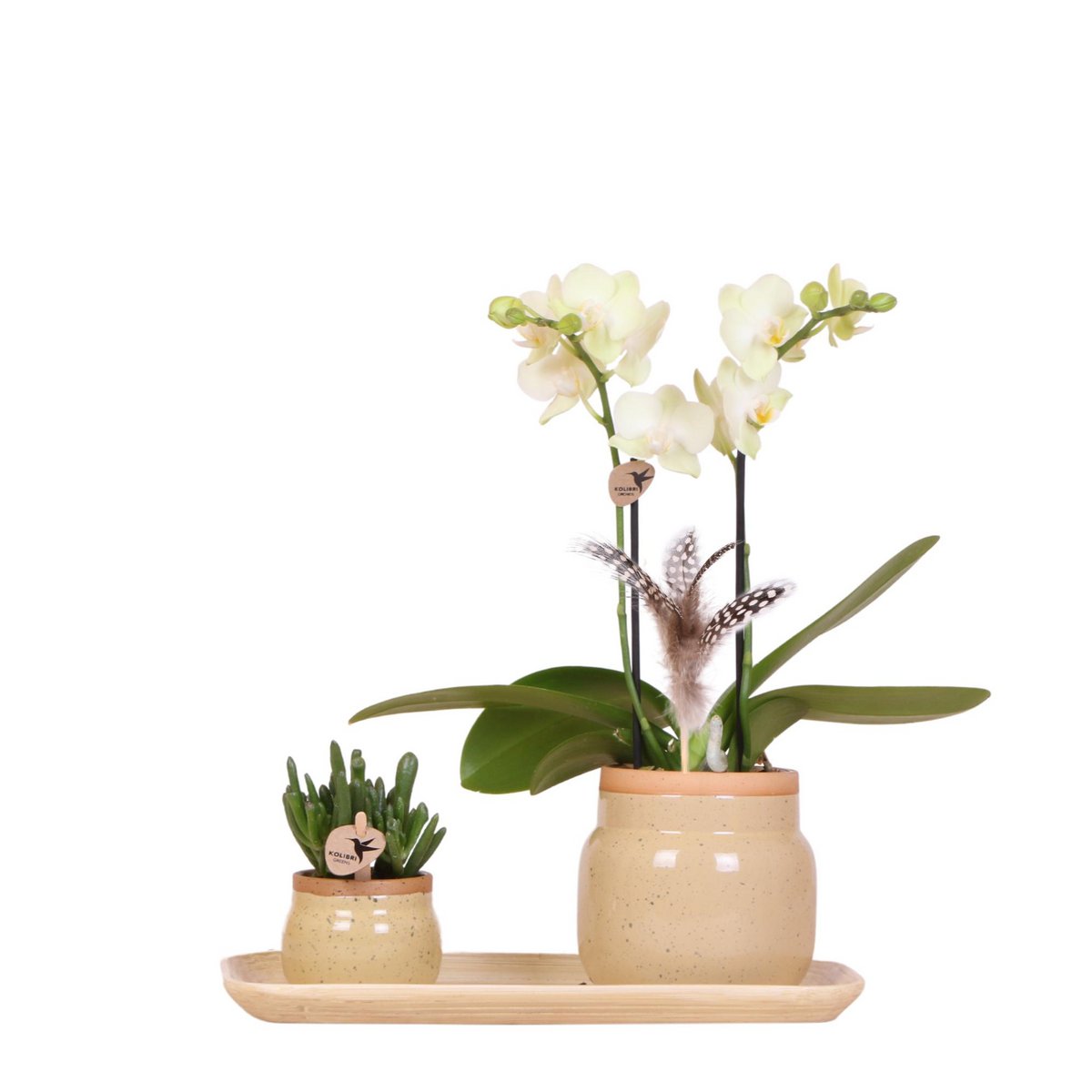 Orchidee en groene plantenset in vintage khaki potten met bamboe dienblad