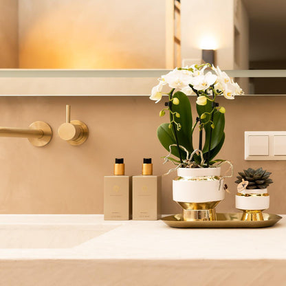White Orchid and Succulent Set with Pots on Gold Tray