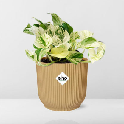 Epipremnum pinnatum Happy Leaf in Elho Vibes Fold 14cm Geel