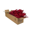 Tarwe droogbloemen 4 bosjes 60 cm rood