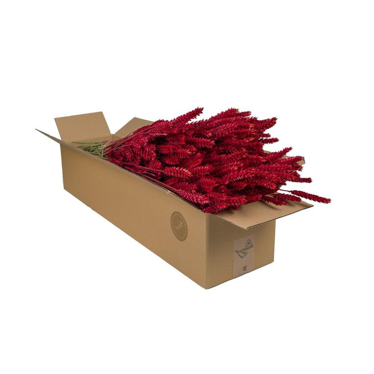 Tarwe droogbloemen 4 bosjes 60 cm rood