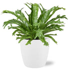 Asplenium nidus Crissie kamerplant 40cm met pot wit