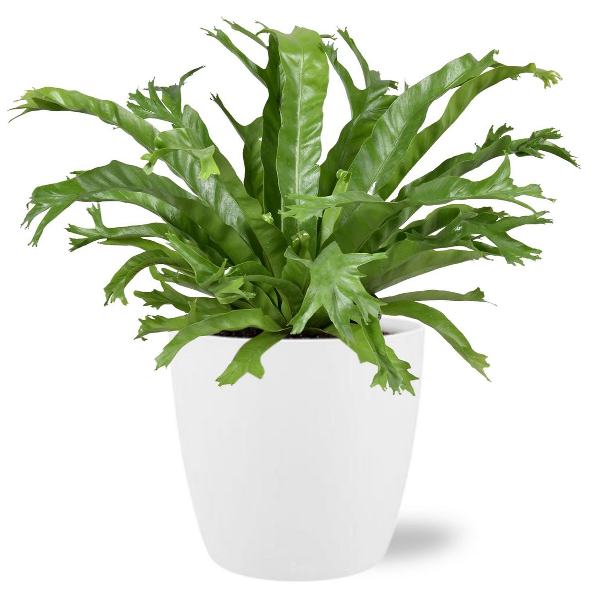 Asplenium nidus Crissie kamerplant 40cm met pot wit