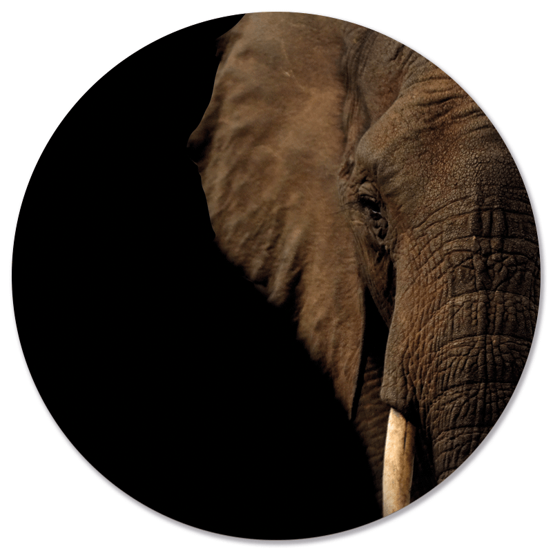 Muurcirkel olifant hoofd Dibond/Forex