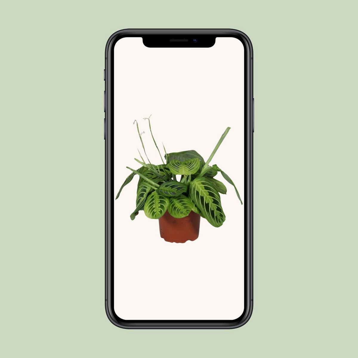 Maranta Leuconeura citroen limoen kamerplant Ø12cm 30cm