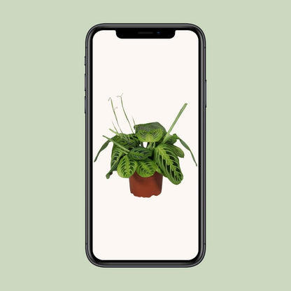 Maranta Leuconeura citroen limoen kamerplant Ø12cm 30cm