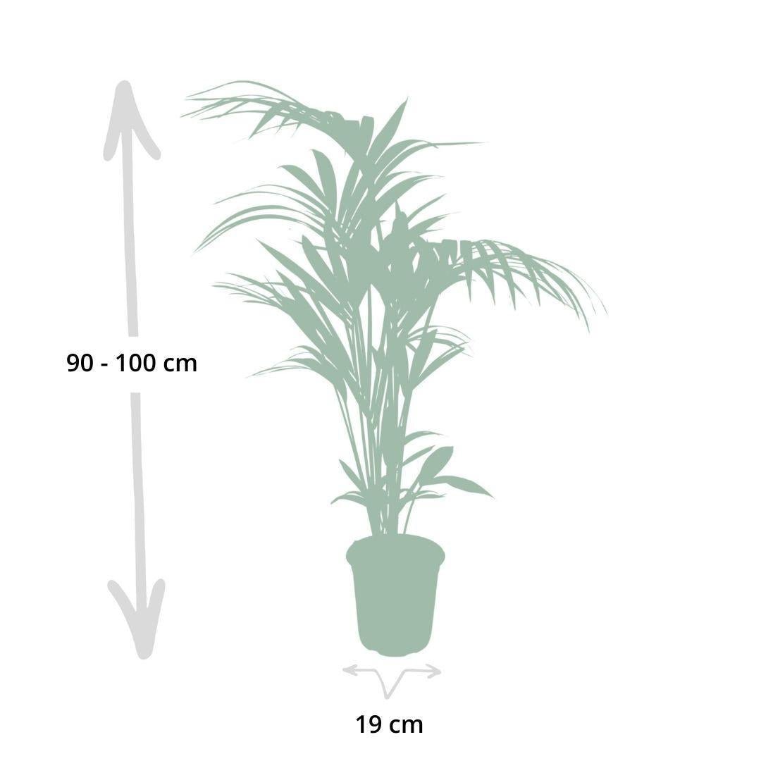 Howea Forsteriana | [P19-H100]