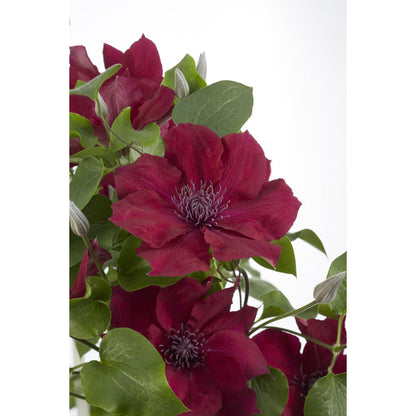 Clematis Nubia - Clematis eVison Red - Ø15cm - ↕65cm - Ø15 - ↨65cm