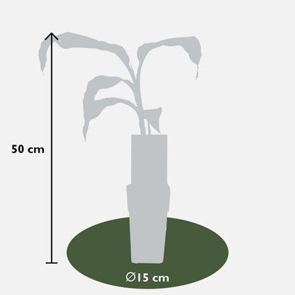 Musa Basjoo - ↨50cm - Ø15