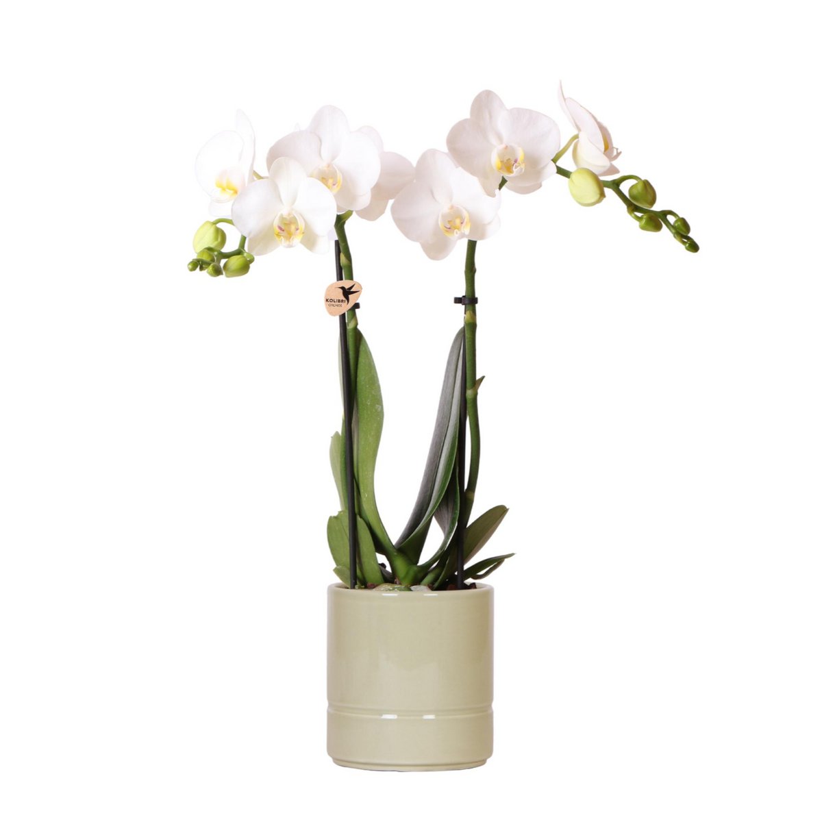 Witte Phalaenopsis orchidee Amabilis met groene pastel bloempot (Ø9cm)