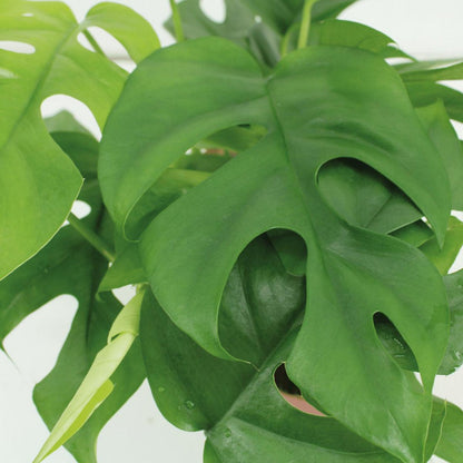 Monstera Minima set van 2 stuks Ø15 cm