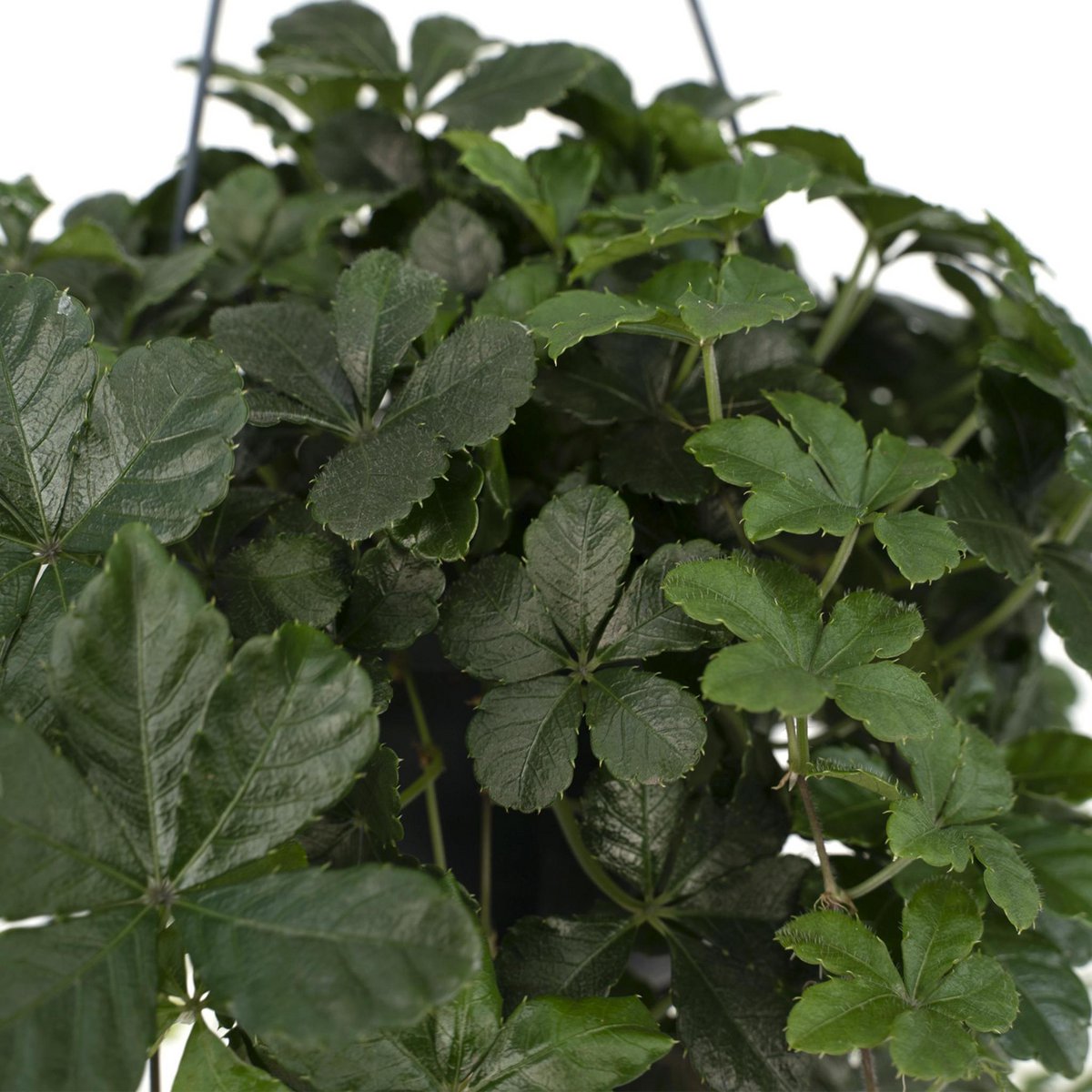 Kamerplant Parthenocissus Striatha Hang Ø15cm