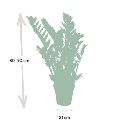 Zamioculcas Zamiifolia - Emerald Palm - Ø21cm - ↕80cm