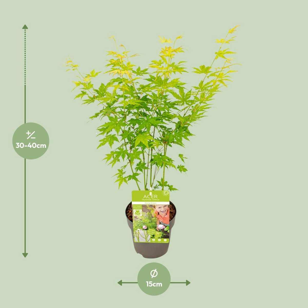 Acer palmatum green - Ø15cm - ↕30cm