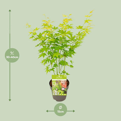 Acer palmatum green - Ø15cm - ↕30cm