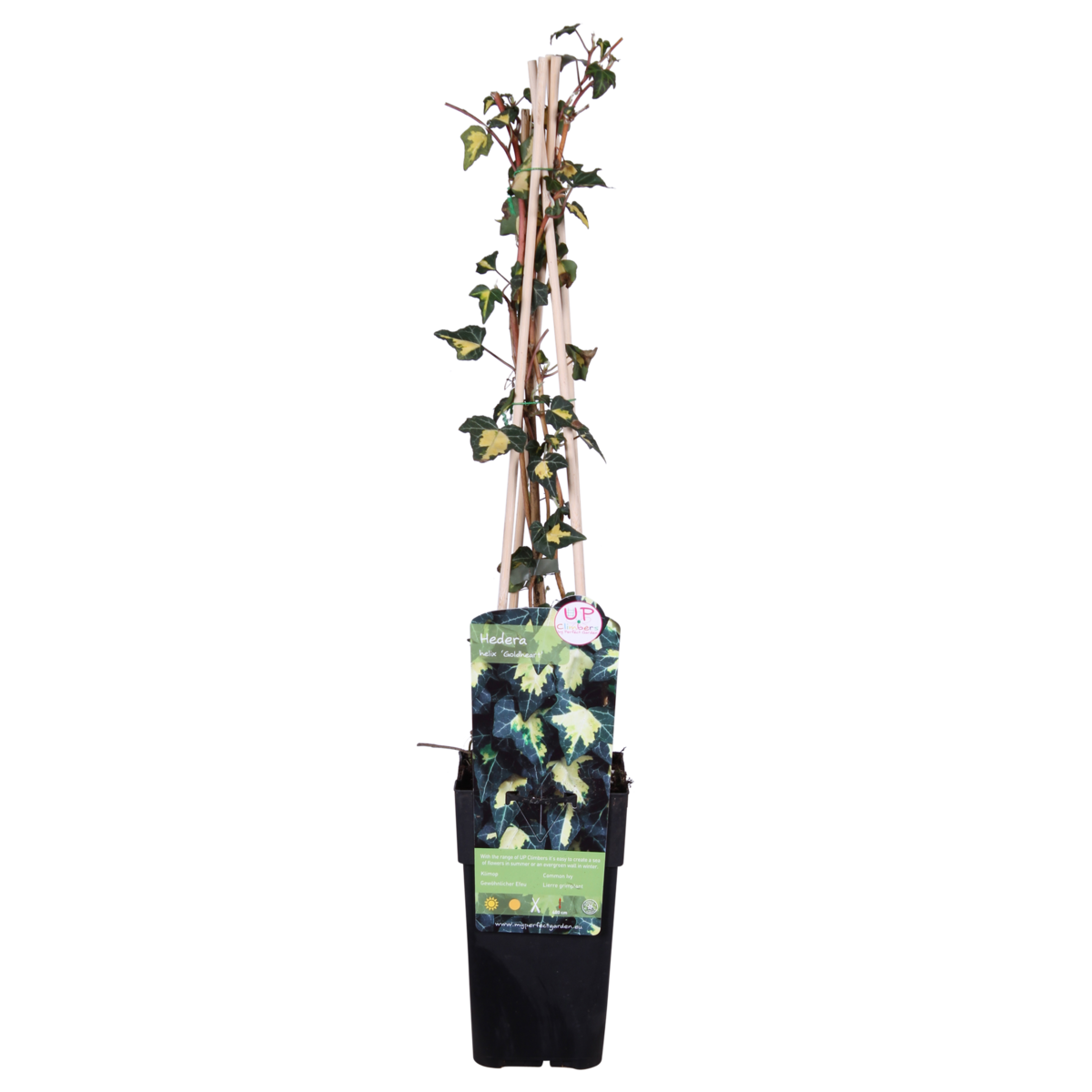 Klimop Hedera Helix Goldheart Ø15cm ↕65cm