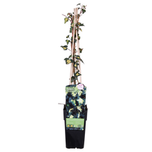 Klimop Hedera Helix Goldheart Ø15cm ↕65cm