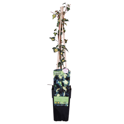 Klimop Hedera Helix Goldheart Ø15cm ↕65cm