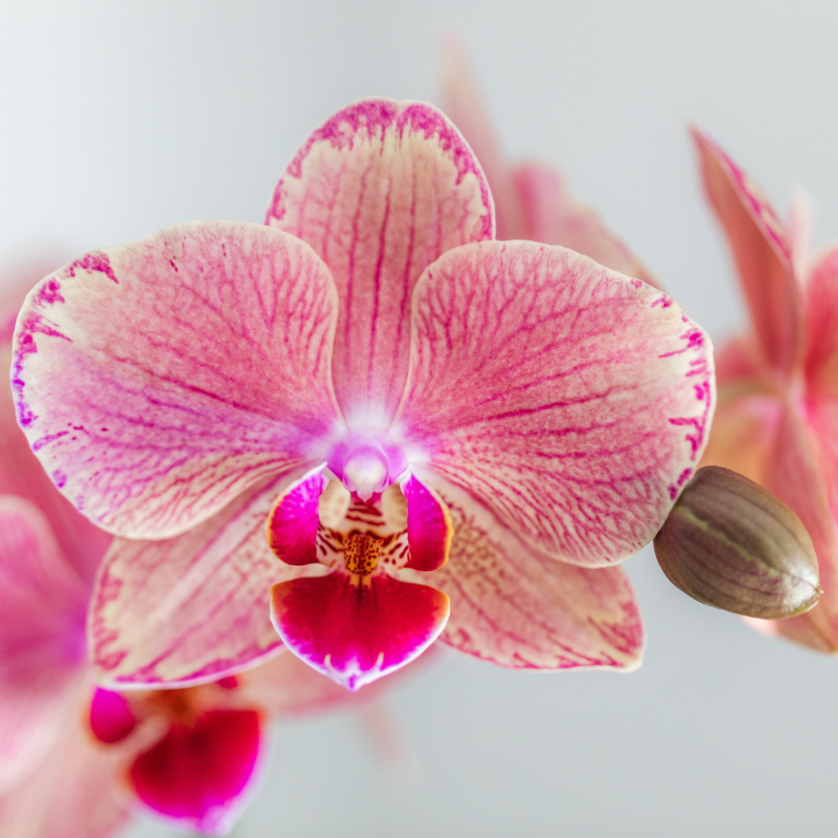 Set van 4 Phalaenopsis Orchideeën 'Pirate Picotee'