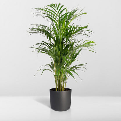 Kamerplant Areca Palm Ø21x110 cm