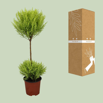 Cipres Goldcrest Wilma 60 cm pot Ø14 cm