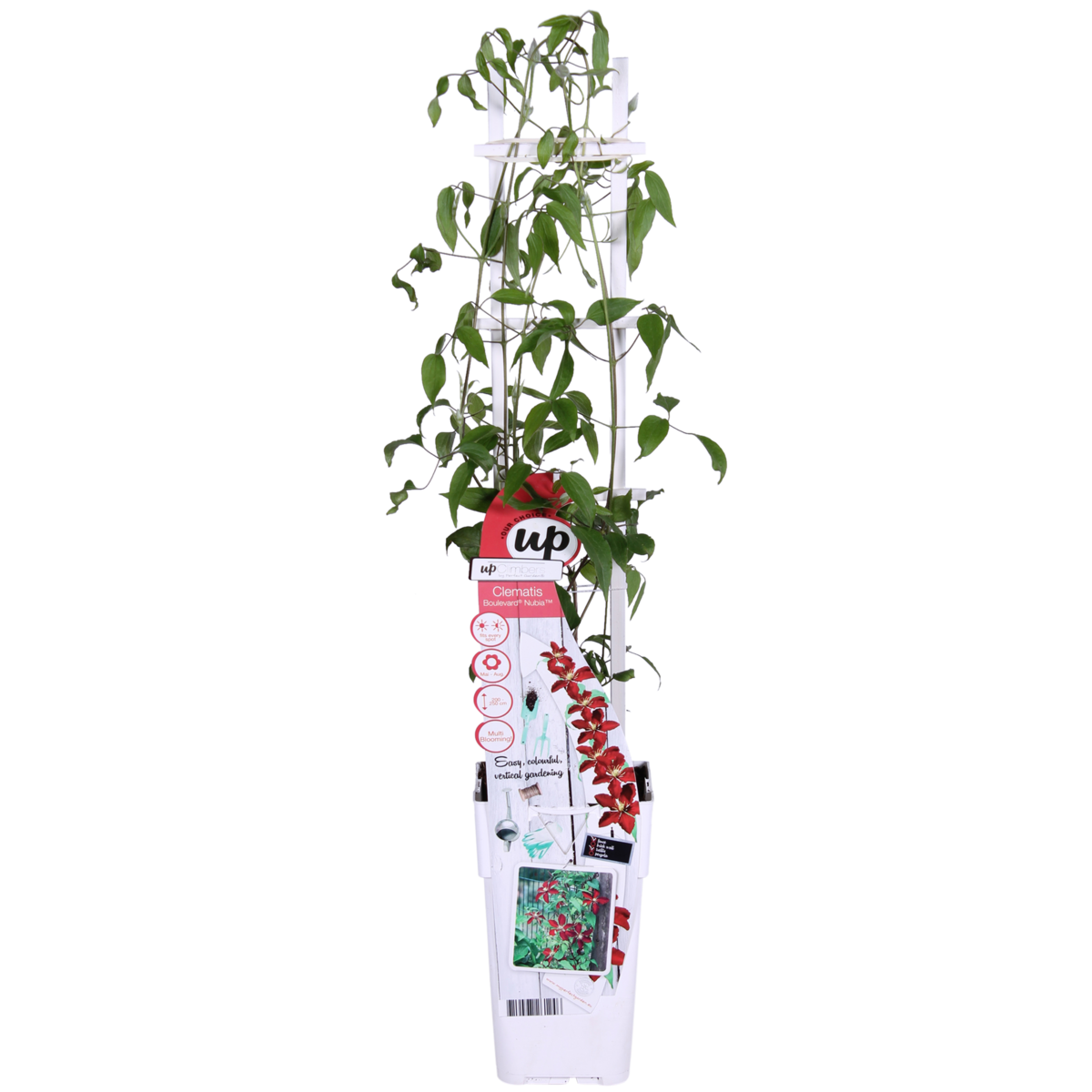 Clematis Nubia - Clematis eVison Red - Ø15cm - ↕65cm - Ø15 - ↨65cm