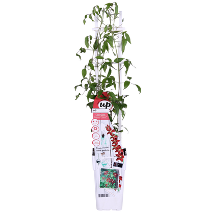 Clematis Nubia - Clematis eVison Red - Ø15cm - ↕65cm - Ø15 - ↨65cm
