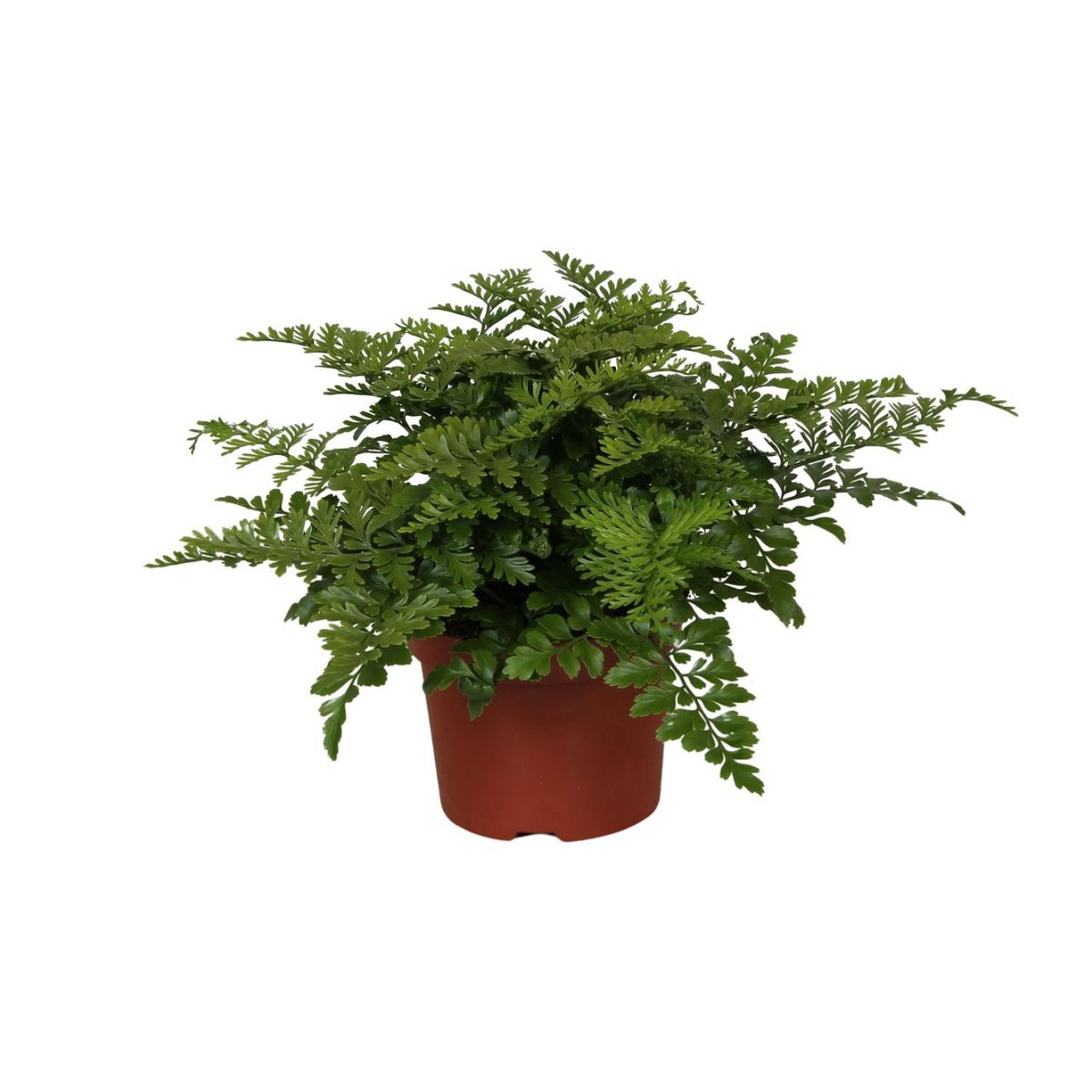 Begonia Parvati plant Ø12cm 25cm