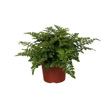 Begonia Parvati plant Ø12cm 25cm
