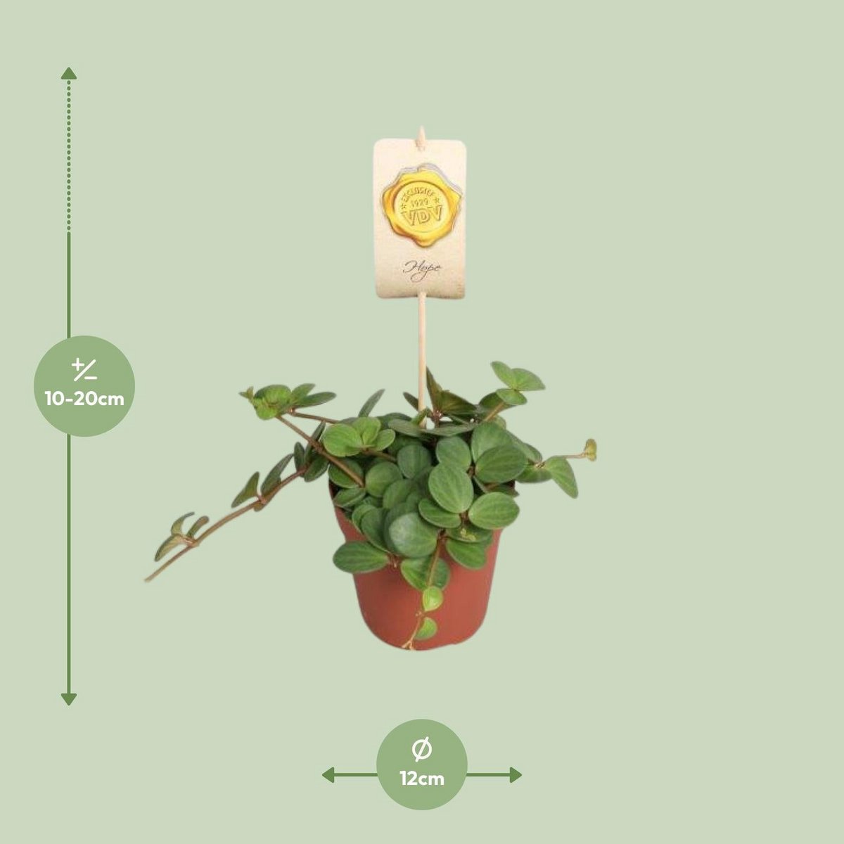 Peperomia Hope plant Ø12cm ↕15cm
