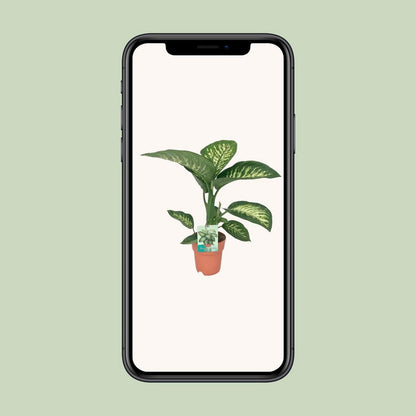 Diefeffenbachia Seguine Tropic Snow - Ø19cm - ↕70cm