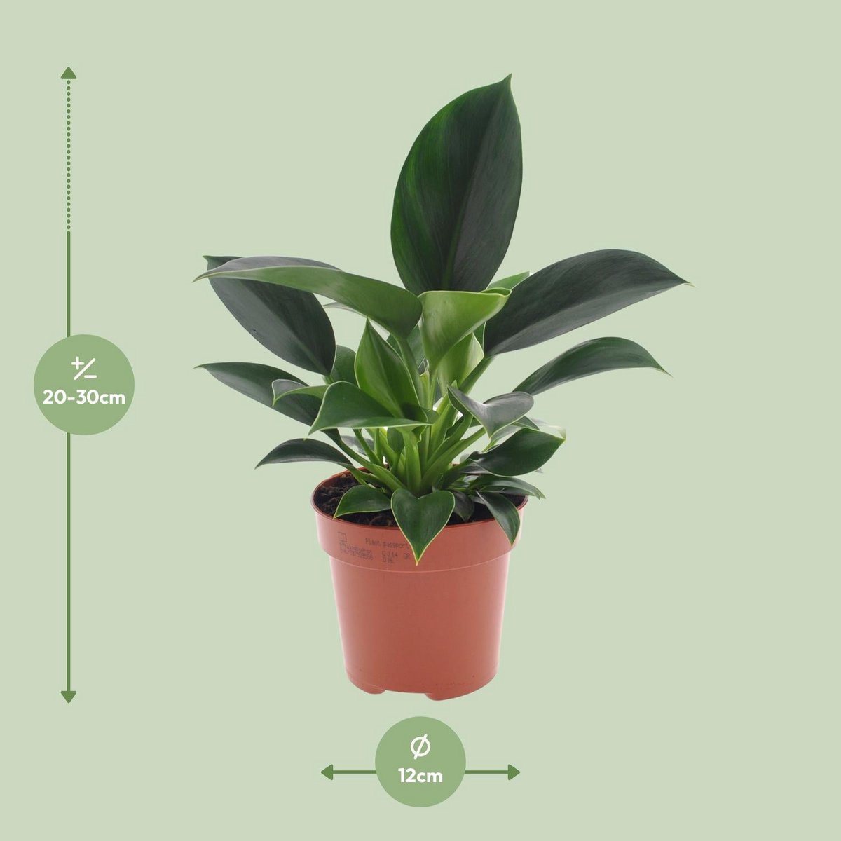 Philodendron Green Princess pot Ø12 cm