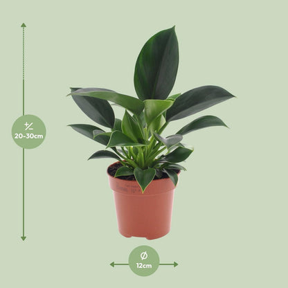 Philodendron Green Princess pot Ø12 cm