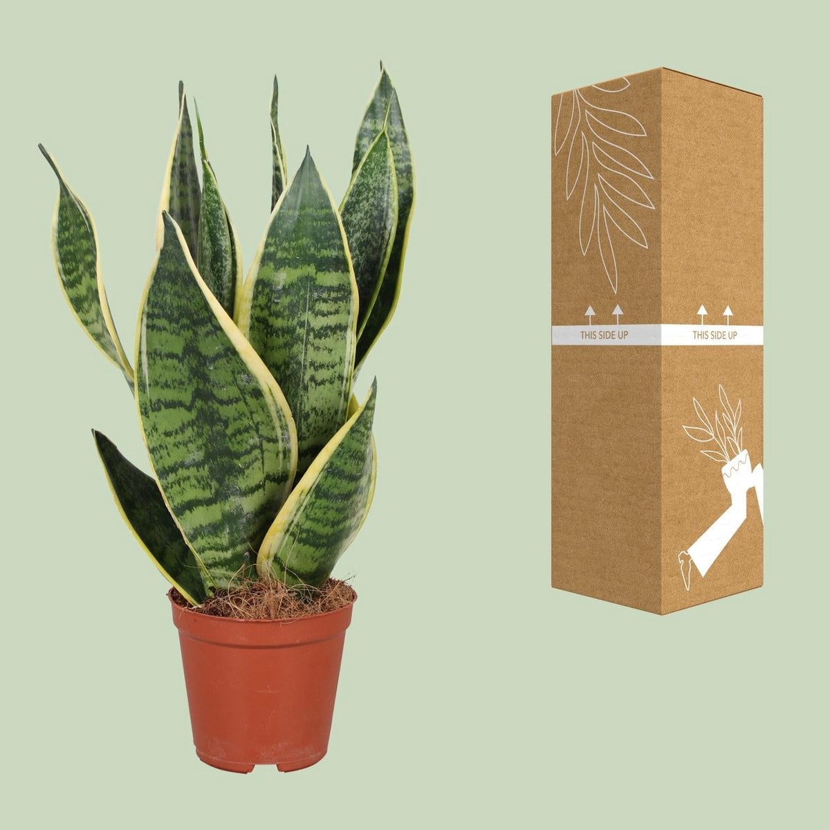 Kamerplant Sansevieria 40 cm potmaat Ø12 cm