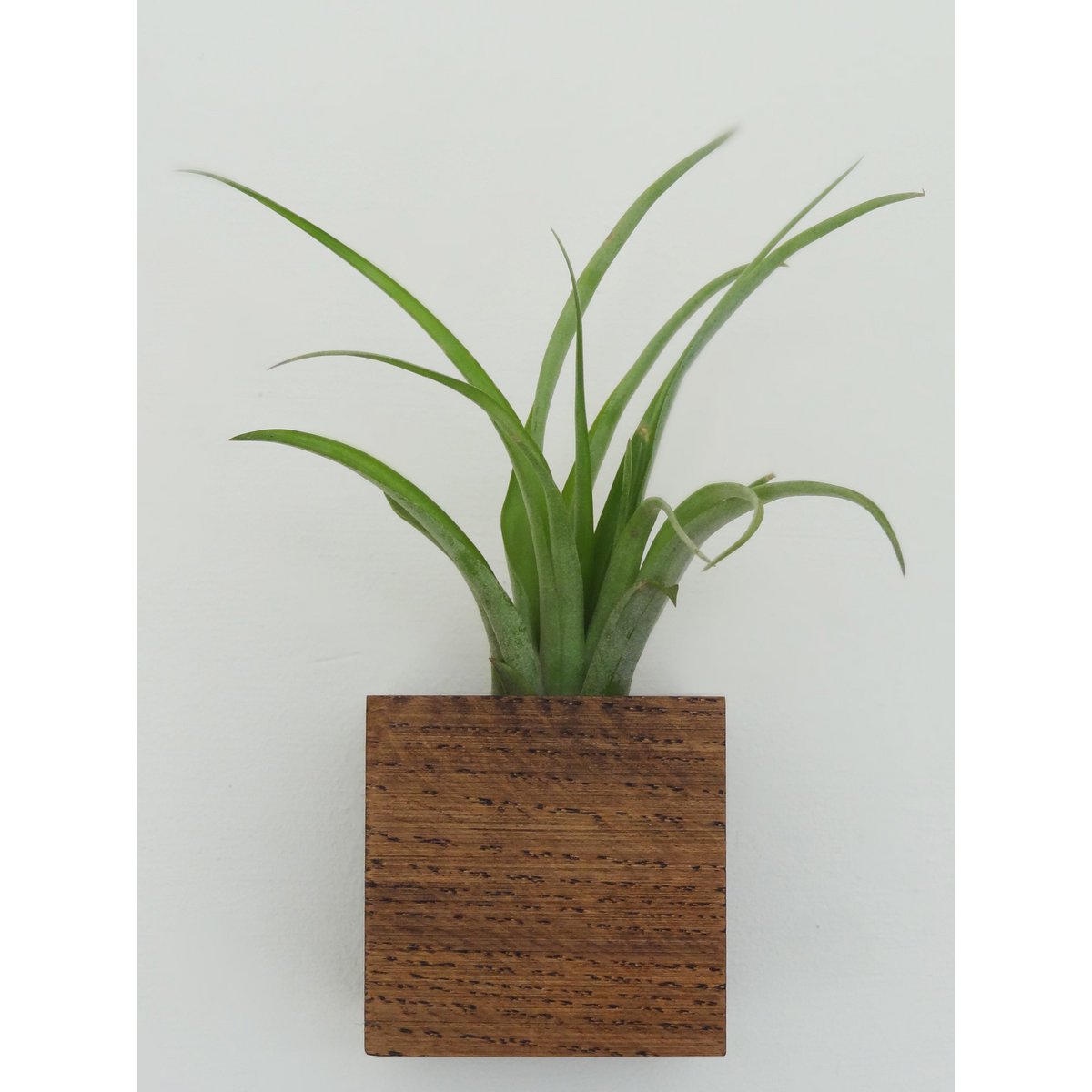 Cube - Dark oak