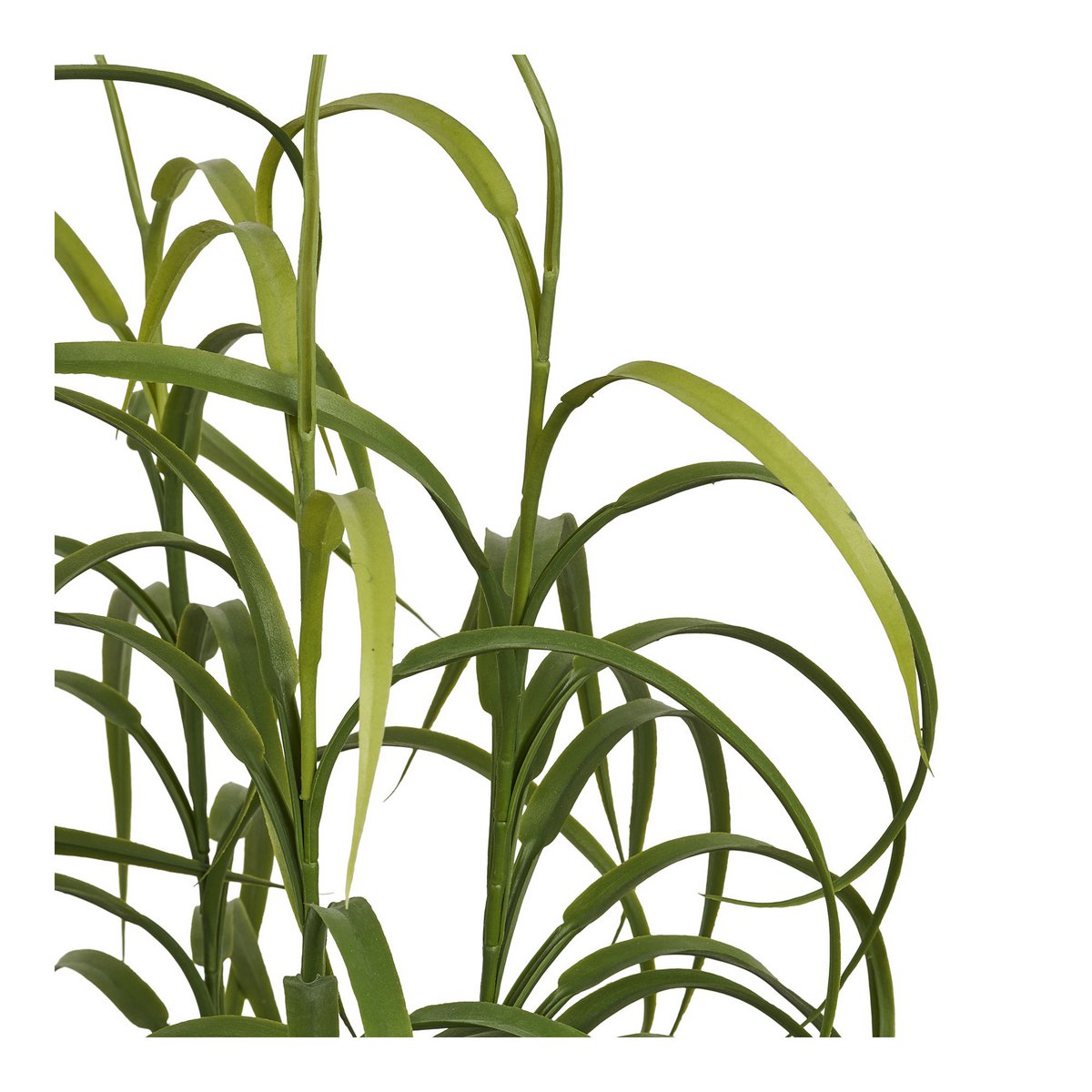Grasplant, groen, H:68 cm