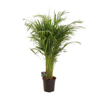 Bamboepalm Dypsis lutescens 110 cm pot 21 cm
