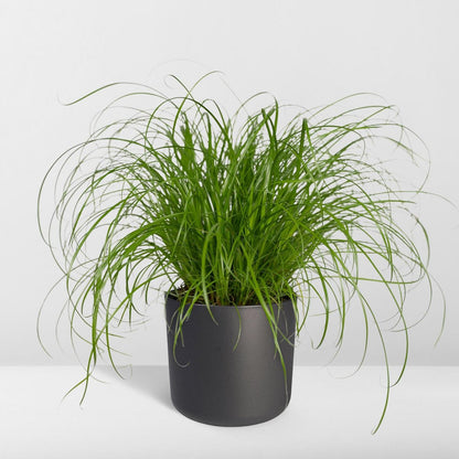 Kattengras Cyperus Alternifolius Ø12cm ↕20cm
