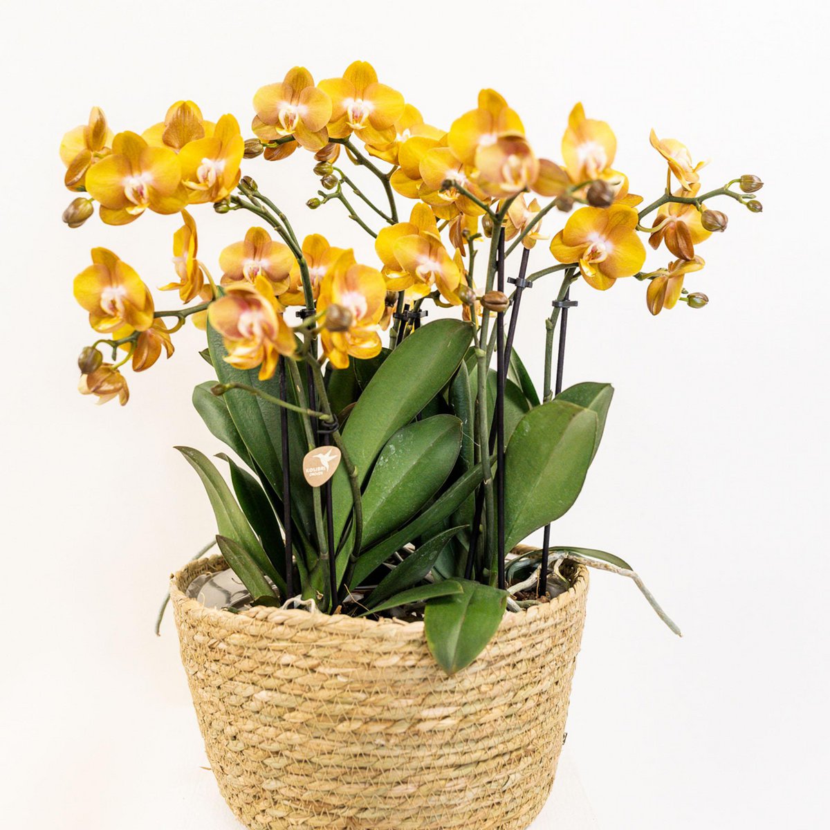 Oranje Orchideeënset in Rieten Mand met Waterreservoir