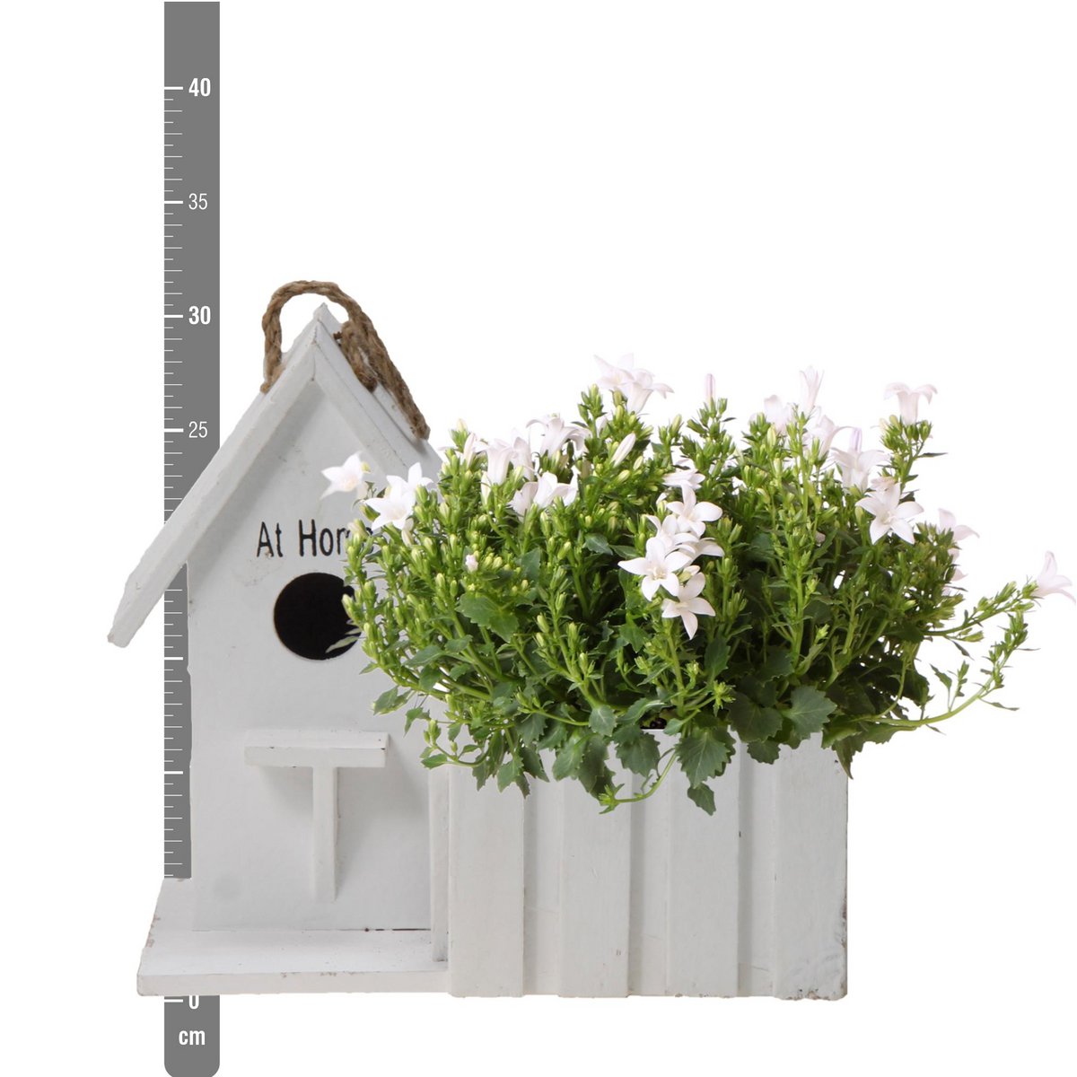 Witte Klokjesbloem in Houten Vogelhuisje-pot – Vaste Plant