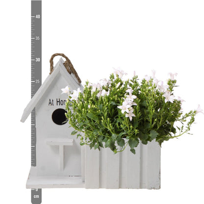 Witte Klokjesbloem in Houten Vogelhuisje-pot – Vaste Plant