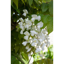 Klimplant Wisteria Alba 65 cm Ø15 cm