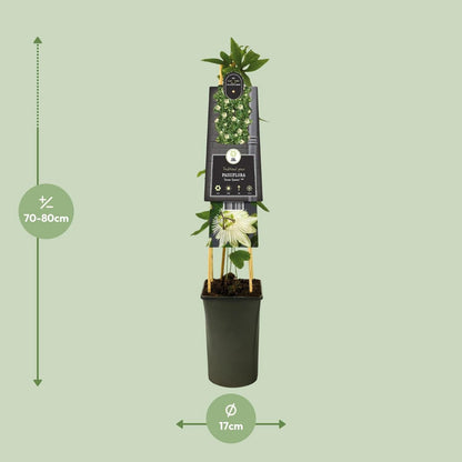 Passiflora 'Snow Queen' PBR +3.0 label - Ø17cm - ↕75cm