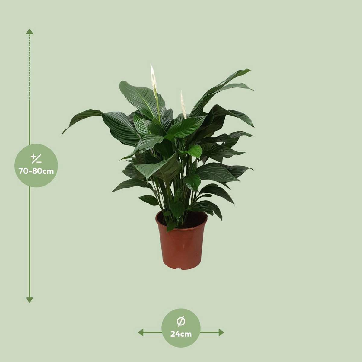 Vredeslelie Spathiphyllum Sweet Silvana 80 cm pot 24 cm