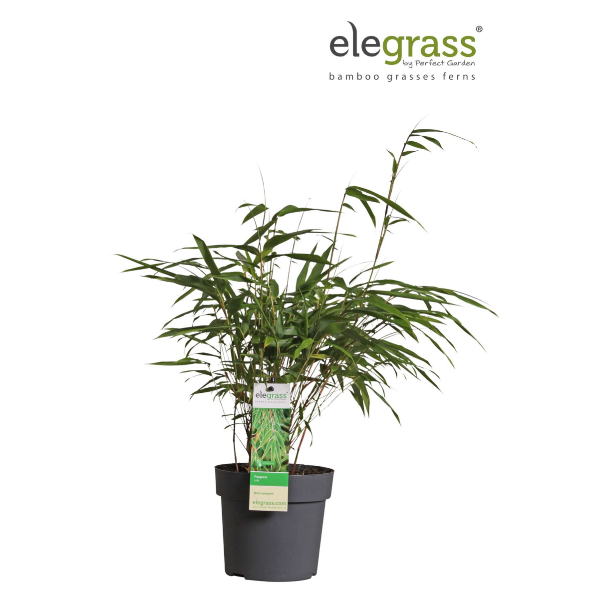 Fargesia rufa - Niet woekerende bamboe - Ø29cm - ↕80cm - Ø14 - ↨40cm