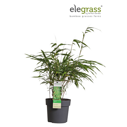 Fargesia rufa - Niet woekerende bamboe - Ø29cm - ↕80cm - Ø14 - ↨40cm