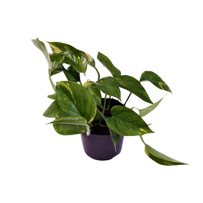 Scindapsus oranje Ø12cm 25cm