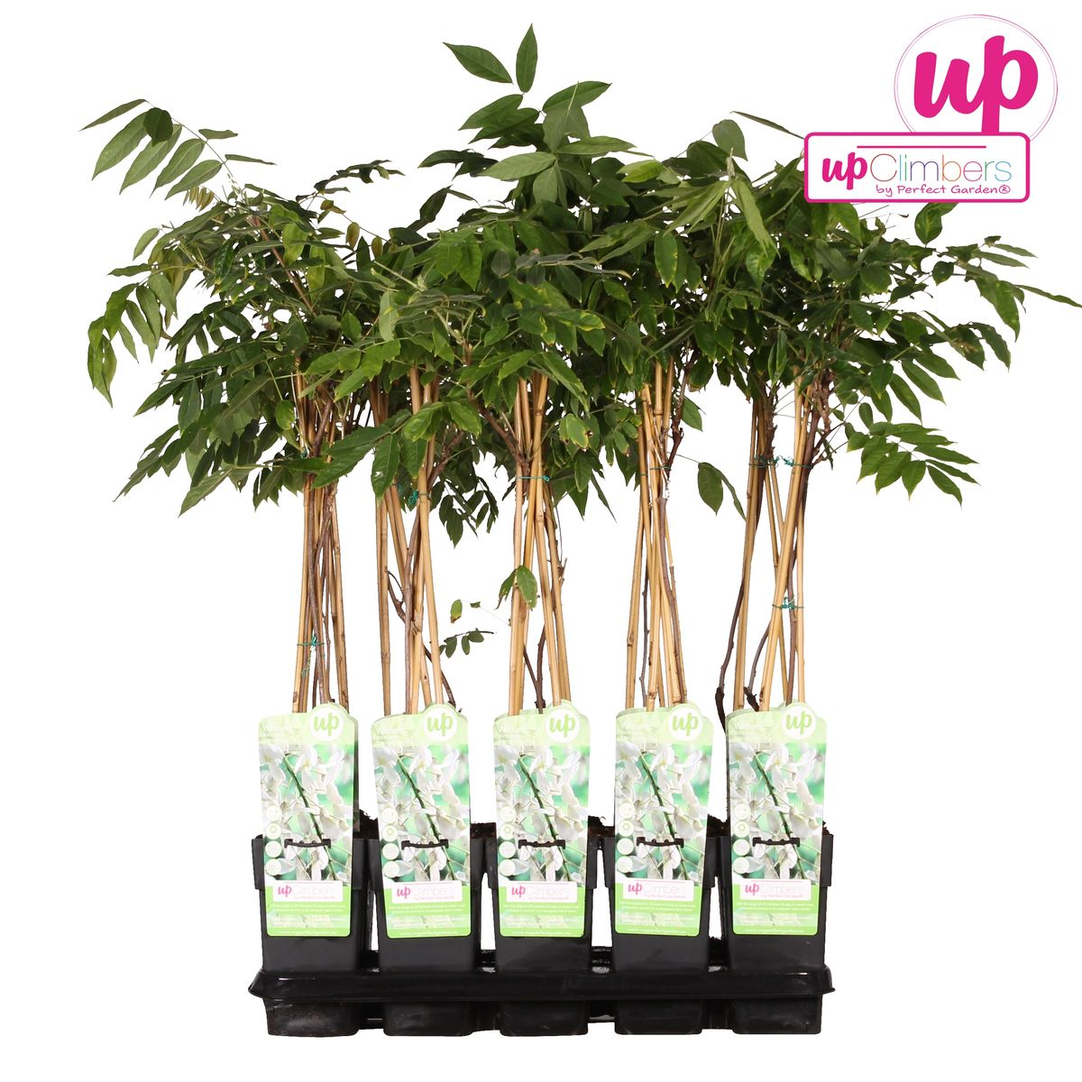 Klimplant Wisteria Alba 65 cm Ø15 cm